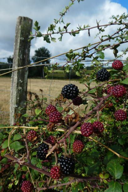 Wild Blackberries Aesthetic, Thorn Bush Aesthetic, Juniper And Thorn, Blackberry Aesthetic, Bramble Bush, Blackberry Vine, Australian Gothic, Thorn Bush, Thorny Bushes