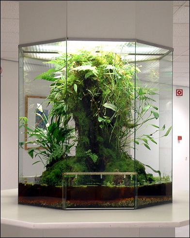 Big terrarium for a tiny jungle at home. Aquarium Terrarium, Indoor Gardens, Garden Terrarium, Vivarium, Planted Aquarium, Mini Garden, Aquarium Fish, Water Garden, Plant Life