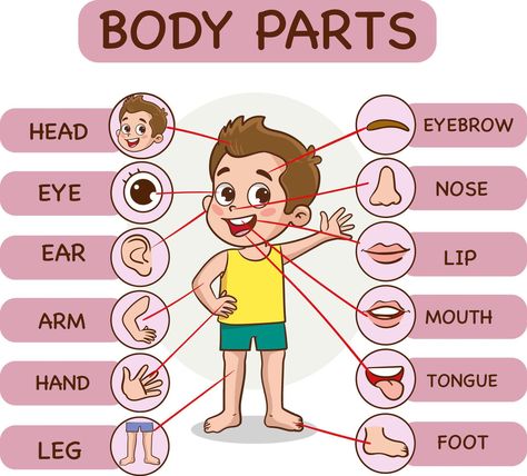 Body parts infographic with cartoon boy and various body parts vector illustration. Parts Of Body Chart, Parts Of The Body Chart, My Body Parts Activities, My Body Activities For Preschoolers, Body Parts Theme, Emotions Preschool Activities, Picture Of Body, Body Parts For Kids, Body Name