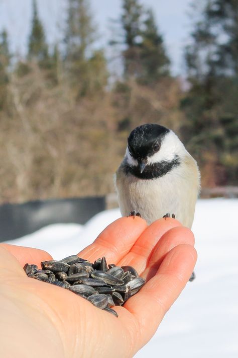 When it comes to my feeders, these feisty birds are quite amusing to observe. I don’t mind spoiling them one bit. I find a lot of enjoyment in feeding them a variety of foods. They especially enjoy the black sunflower seeds and suet I provide. I particularly enjoy hand-feeding chickadees. After spending quality time with these birds, it is nice to know they trust me enough to feed from my hand. Feeding Birds Photography, Feeding Squirrels, Feed Animals, Feeding Birds, Blaine Anderson, Black Sunflower, Chickadee Bird, Wild Photography, Black Capped Chickadee