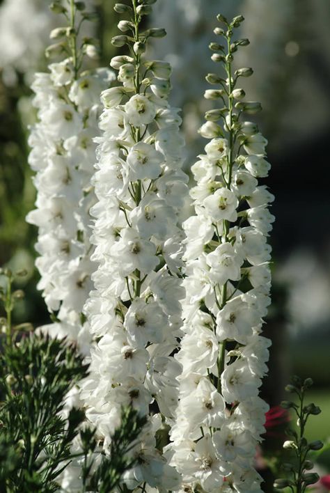 White Larkspur, June Flower, Neutral Wedding Flowers, Delphinium Flowers, Gothic Garden, Herbaceous Border, Flower Sleeve, Moon Garden, White Gardens