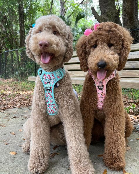 Goldendoodle Clothes For Dog, Two Goldendoodles, 2 Goldendoodles, Golden Doodle Puppy Haircut, Tan Goldendoodle, Chocolate Goldendoodle, Goldendoodle Mini, Mini Golden Doodle, Mini Goldendoodles