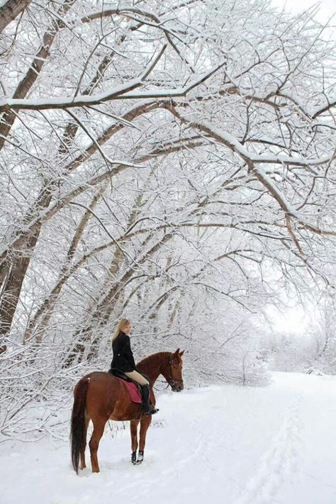 Horse Winter Photoshoot, Winter Horse Photoshoot, Horses In Winter, Horses In The Snow, Horse In Winter, Snow Horse, Horse Snow, Winter Horse, Cute Horse Pictures