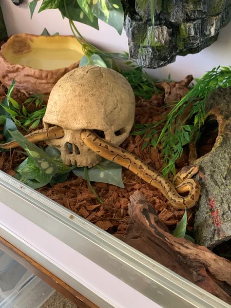 Lemon Blast Ball Python, Snake Cage Setup, Pretty Snake Enclosure, Mexican Black King Snake Enclosure, California King Snake Habitat, Ball Python Cage Setup, Hall Python Enclosure, 4x2x2 Ball Python Enclosure, Python Terrarium Ideas