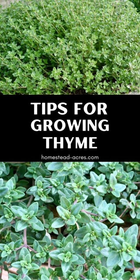 How To Grow Thyme (Easy Growing And Care Tips) Growing Thyme In Pots, Thyme Plant Care, Outdoor Pergola Ideas, Easy Gardening Ideas, Grow Thyme, Backyard Herb Garden, Growing Thyme, Raised Garden Beds Diy Vegetables, Magical Plants