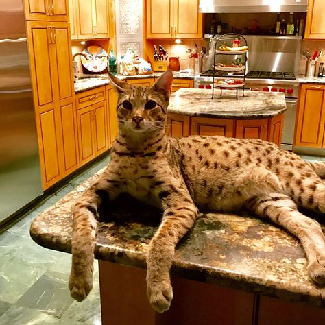 Savannah Weights | Page 41 | Savannah Cat Chat - THE Place for Savannah Cat Talk Big House Cats, Largest Domestic Cat, Large Domestic Cat Breeds, Savannah Kitten, Large Cat Breeds, Domestic Cat Breeds, Serval Cats, Gato Grande, Exotic Cats