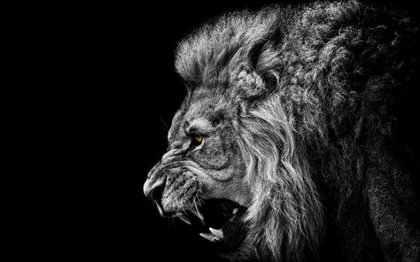 Roaring Lion Tattoo, Lion Background, Lion Wallpaper Iphone, Lion Hd Wallpaper, Lion Roar, Black And White Lion, Wallpaper Black And White, Lions Photos, Lion Photography