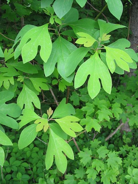 The Sassafras Tree Is an Interesting Native Species | Horticulture Sassafras Tree, Part Shade Flowers, Blue Fruits, Specimen Trees, Shade Flowers, Wildlife Gardening, Tree Seeds, Deciduous Trees, Tree Leaves