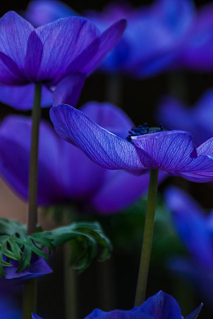 Blue Chicago Botanic Garden, All Things Purple, Foto Art, Deco Floral, 1 Peter, Delphinium, Flower Beauty, Beautiful Blooms, Dream Garden