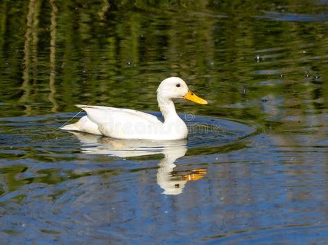 Female white duck swimming in the water stock photos Ducks On Water, Duck Swimming Drawing, Ducks In Water, Duck In Water, Duck Photography, Ducks Swimming, Duck Swimming, Black And White Photography Portraits, Swimming Photography