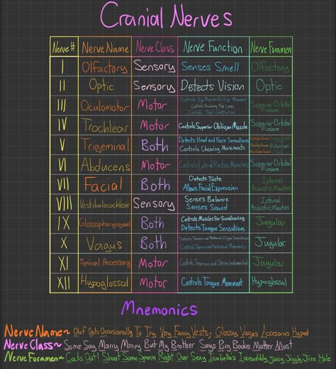 Cranial Nerves and a way to remember them by u/LesNoticeables on Reddit Cranial Nerve Mnemonics, Mnemonic For Cranial Nerves, Cranial Nerves Notes, Brain And Cranial Nerves, 12 Pairs Of Cranial Nerves, Brain And Cranial Nerves Human Anatomy, Cranial Nerves Nursing, Cranial Nerves Mnemonic Cheat Sheets, Cranial Nerves How To Remember