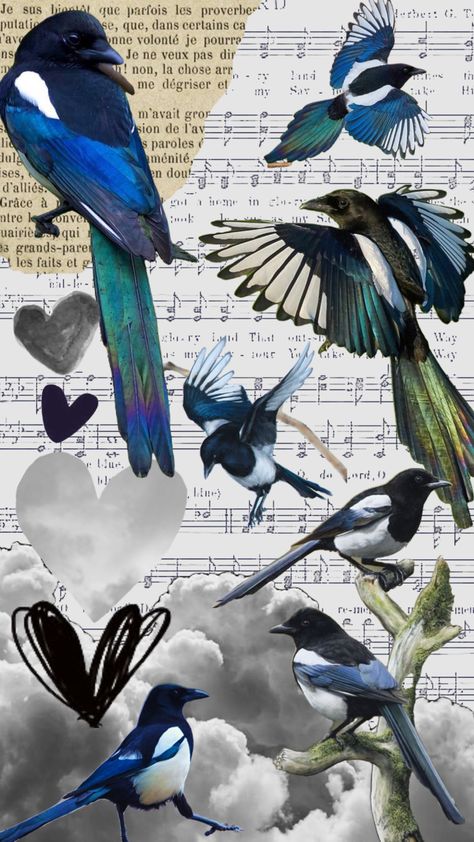 #magpies #birds #greyaesthetic Magpie Aesthetic, Magpie Wallpaper, Magpie Spirit Animal, Magpie Symbolism, Magpie Mosaic, Crows Ravens, Sleeves Ideas, Magpie, Pretty Birds