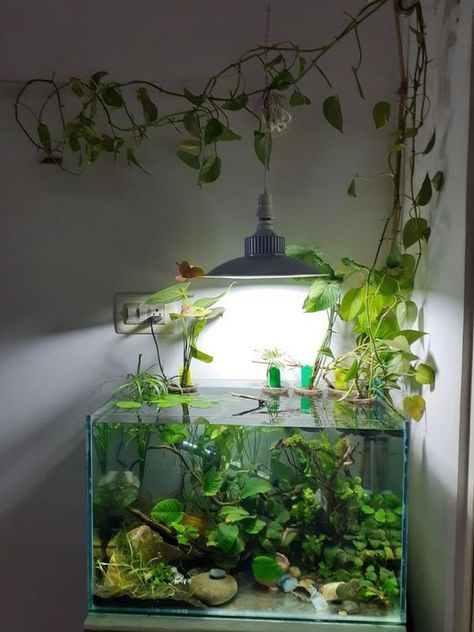 Aquarium House Ideas, Cute Fishtanks Ideas, Fish Tank Ideas Natural, Fish Tank Natural, Plant Only Aquarium, Fish Tank Terrarium Plants, Peacock Cichlid Tank, Aquarium In Apartment, Terrarium Ideas Fish Tank