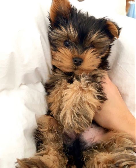 Yorkie Teddy Bear Cut, Yorkshire Puppies, Dog Yorkie, Dream Puppy, York Dog, Yorkshire Dog, Morkie Puppies, Puppy Sketch, Cute Small Dogs