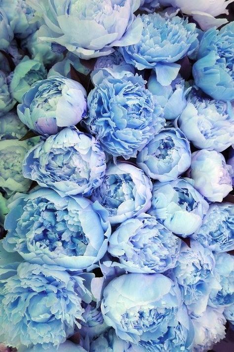 Blue peonies Rustic Wedding Decorations, Blue Peonies, Purple Peonies, Deco Floral, English Roses, Beautiful Blooms, Love Flowers, Pretty Flowers, Lany