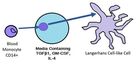 Langerhans Cell, In Vitro, Powerpoint Presentation, Presentation, The Originals