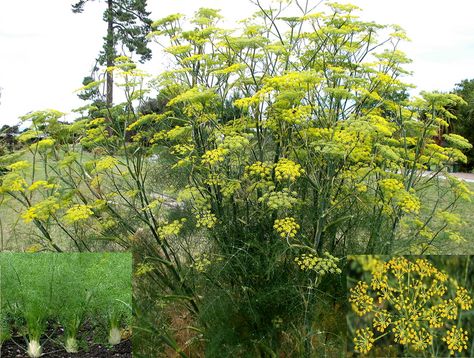 Fennel 'Sweet' (Foeniculum Vulgare Dulce) - Zone 5-10 Full Sun 4'-6' Height. Erect aromatic perennial herb with soft, feathery, foliage & umbrella shaped cluster of showy flowers. All parts have sweet, licorice fragrance. Grown as an ornamental & for: Leaves (used as a flavoring & garnish), Stems (Eaten like celery), and Seeds (used to flavor foods). It doesn't develop the swollen leaf base bulb like wild fennel. Moist, well drained soil. Drought tolerant. Propagate by seed (self-seeds freely). Fennel Plant, Heat Tolerant Plants, Research Analysis, Foeniculum Vulgare, Environmental Management, Edible Wild Plants, Perennial Herbs, Food Forest, Wild Plants