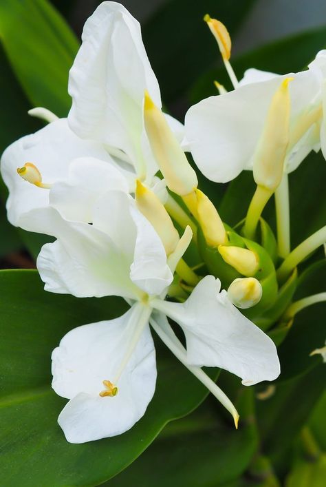 Ginger Lillies, Hedychium Coronarium, Lilly Plants, Lily Care, Lily Seeds, Growing Ginger, Ginger Lily, Ginger Plant, Lily Garden