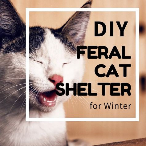 DIY Cat Shelter for Ferals in the Winter - PetHelpful - By fellow animal lovers and experts Feral Cat Shelter Winter, Outdoor Shelter Ideas, Outdoor Cat House Diy, Cat Shelters For Winter, Cat Remedies, Cat Shelters, Outdoor Cat Shelter, Feral Cat Shelter, Feral Cat House