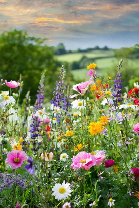 Vibrant wildflower meadow in a meadow garden, showcasing a variety of low maintenance plants perfect for lawn alternatives and wildlife gardening; ideal for a pollinator garden and enhancing your lawn and landscape. Wild Flowers Backyard, Wildflower Curb Appeal, Wildflower Meadow Front Yard, Wild Meadow Garden, Lawn To Wildflower Meadow, Backyard Wildflower Garden Ideas, British Flower Garden, Wild Flower Fields, Wild Flower Meadow Garden