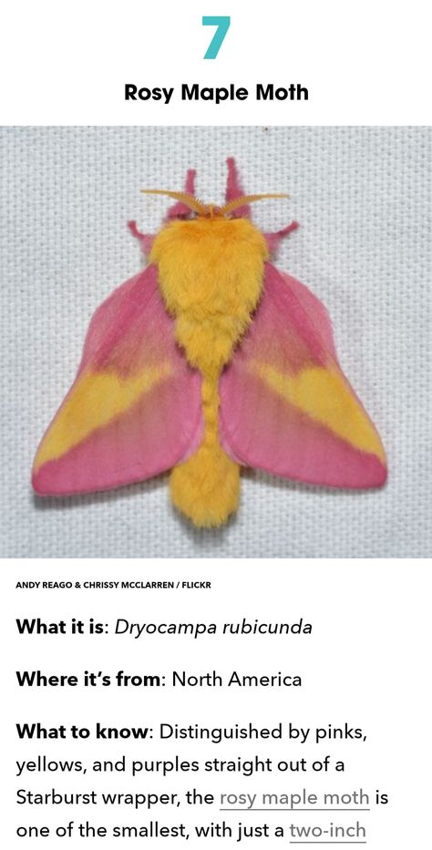 Rosey Maple Moth Drawing, Rosie Maple Moth, Rosey Maple Moths, Rosy Maple Moth Art, Rosy Maple Moth Aesthetic, Rose Maple Moth, Rosy Maple Moth Tattoo, Rosy Moth, Moth Person