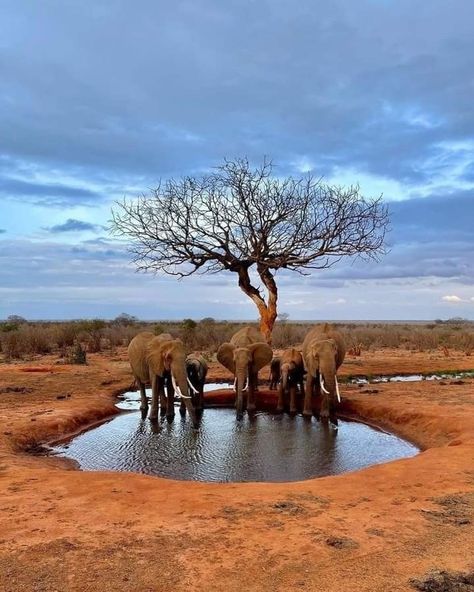 Tsavo National Park, Tsavo National Park Kenya, African Waterhole, Kenya Savannah, Kenya Landscape, Kenya Art, Savannah Landscape, Safari Photography, World Landscape