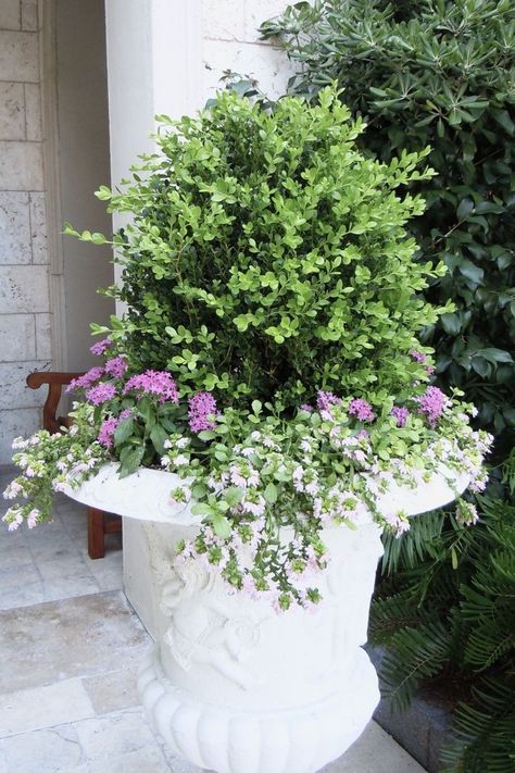 You could create a similar look to create this Boxwood topiary with purple lantana and white bicopa planted underneath. Front Porch Planter Ideas, Boxwood Planters, Porch Planter Ideas, Spring Landscaping, Boxwood Landscaping, Tanaman Pot, Boxwood Hedge, Porch Planters, Boxwood Topiary