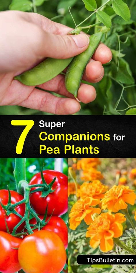 Cow Peas Growing, Companion Plants For Peas, Planting Peas In Containers, Growing Peas In Garden, Pea Garden Ideas, Planting Peas From Seed, How To Grow Snap Peas, Growing Peas In Containers, Peas Companion Planting