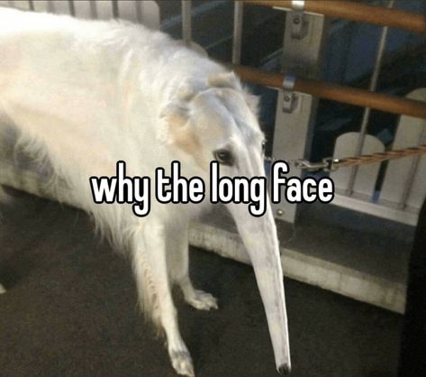 Borzoi Dog, Goofy Dog, Long Face, Funny Dog Memes, Silly Dogs, Laugh Out Loud, Silly Animals, Very Funny Pictures, Silly Pictures