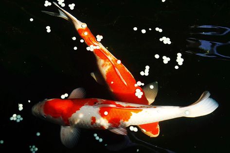 two kohaku Red Koi Fish, Koi Wallpaper, Koi Fish For Sale, Fish Aesthetic, Ikan Koi, Japanese Fish, Air Tawar, Carpe Koi, Koi Fish Pond