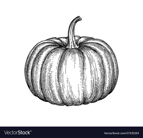 Drawing Of A Pumpkin, Pumpkin Sketch, Skull Model, Pumpkin Drawing, Pumpkin Pictures, Pumpkin Illustration, Pumpkin Vector, Fall Arts And Crafts, Pastel Sec