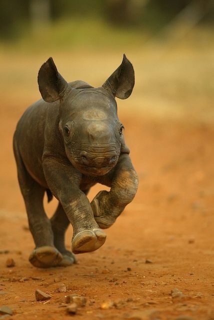 20 baby animals that are so cute it’s ridiculous! – Whole Lifestyle Elephant Running, Baby Rhino, Animals Photography, Pet Photography, African Animals, Sweet Animals, Animal Planet, Animal Photo, Wild Animals