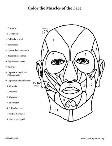 Muscles Of The Face Coloring Page - Coloring Home | Muscles of the face, Anatomy coloring book, Facial muscles anatomy Face Muscles Anatomy, Facial Muscles Anatomy, Neck Muscle Anatomy, Medical Diagrams, Muscular System Anatomy, Face Muscles, Anatomy Coloring, Anatomy Flashcards, Color Worksheet