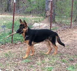 Silver Sable German Shepherd, Giant German Shepherd, Black Sable German Shepherd, German Shepherd Male, Sable German Shepherd Puppies, Red German Shepherd, Blue German Shepherd, Large German Shepherd, Long Coat German Shepherd