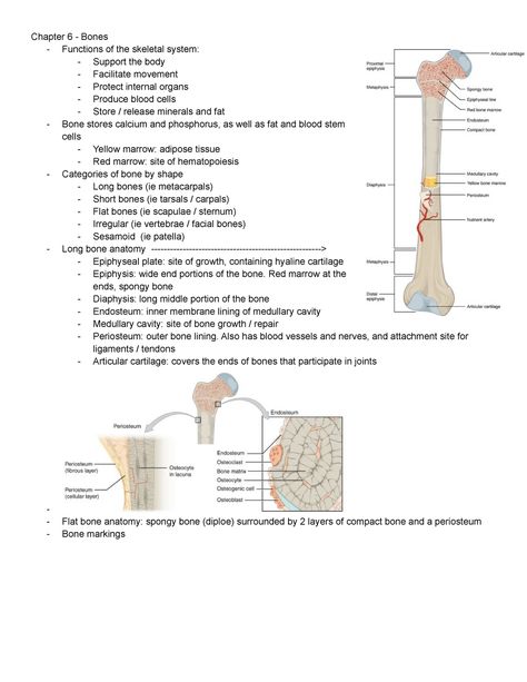 Anatomy And Physiology Skeletal System, Bone Notes Anatomy, Anatomy Bones Studying, Bone Physiology, Bone Structure Anatomy, Skeletal System Anatomy Notes, Skeleton System Anatomy, Skeletal System Notes, Skull Bones Anatomy