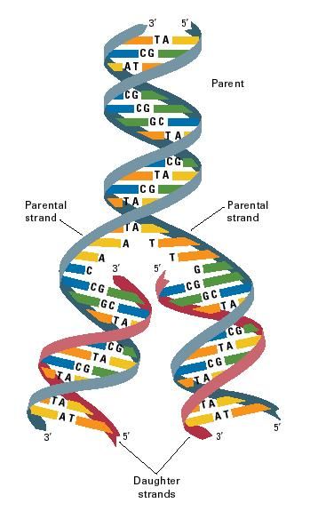 Structure And Diagrams Of Dna Replication Dna Replication Structure And Diagrams   Dna Replication Structure And Diagrams 1    Dna Replicati... Dna Facts, Brain Nerves, Dna Replication, Easy Love Spells, Dna Sequence, Medical Student Study, Human Dna, Healing Codes, Switch Words