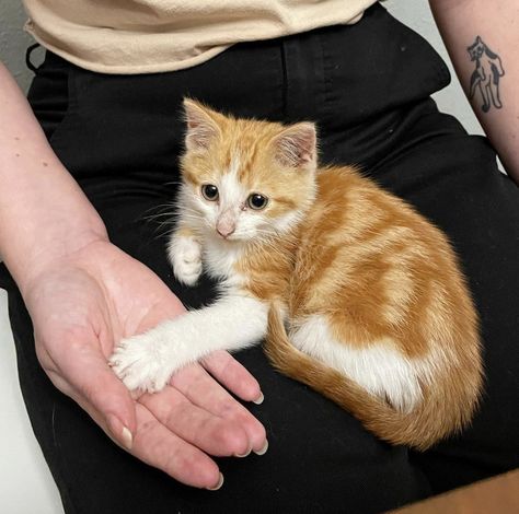 Woman Is Surprised To Catch Her Foster Kitten Snuggling An Outdoor Cat - The Dodo Cat Tattoo Design, Cats Tattoo, Kitten Names, Orange Kittens, Outdoor Cat, Cat Tattoos, Cat Tattoo Designs, Tattoo Cat, Foster Kittens