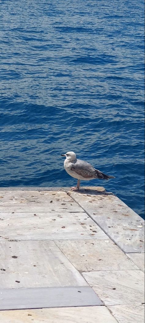 #kuş #martı #gizemsenn #story #animals #pinterest #blue #mavi #yaşam #vsco #story #instagram Story Instagram, Animals, Blue, Instagram