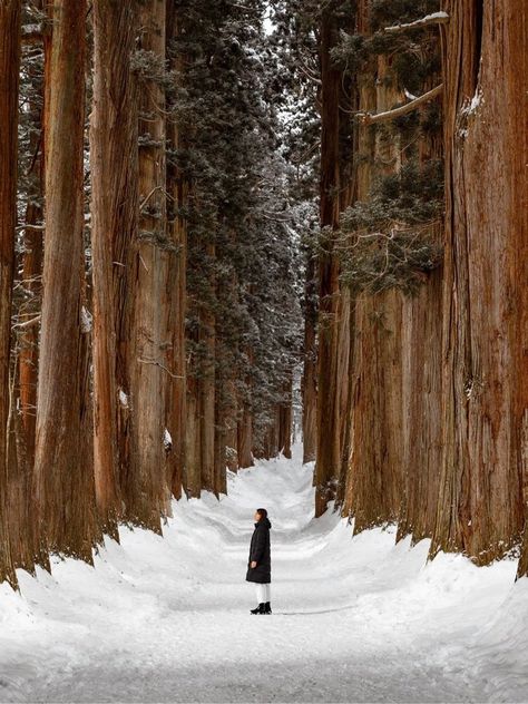 Views from Japan: A Meaningful Travel Guide — Ben Richards Nagano Snow Monkeys, Snow In Japan, Snow Monkeys, Onsen Japan, Japanese Onsen, Winter In Japan, Japan Wedding, Japan Winter, Snow Trees