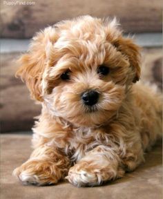 Anjing Poodle, Ras Anjing, Toy Dog Breeds, Cele Mai Drăguțe Animale, Psy I Szczenięta, Maltipoo Puppy, Teacup Puppies, Poodle Puppy