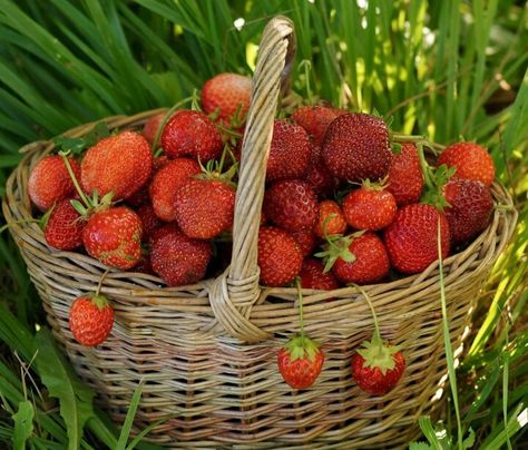 Strawberry Fields Forever, Strawberry Picking, Growing Strawberries, Nature's Bounty, Strawberry Plants, Strawberry Fields, Strawberry Recipes, Strawberry Shortcake, Fruits And Veggies