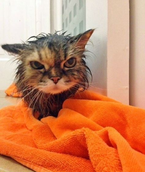 Top 10 Images of Angry Wet Cats Wet Cat, Cat Meme, Orange