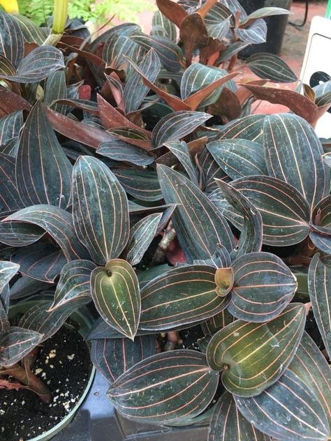 Ludisia Discolor, Jewel Orchid, Orchid Photo, Orchid Bark, Bottle Garden, The Orchid, New Roots, Orchid Care, Plants For Sale