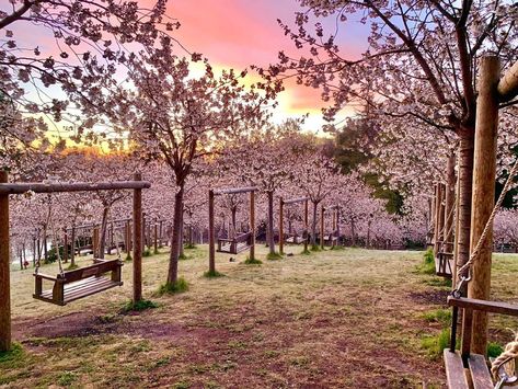 Cherry Orchard Aesthetic, Hacienda Courtyard, Alnwick Gardens, Cottage In Woods, The Cherry Orchard, Tree Orchard, Cherry Jubilee, Russian Aesthetic, Ornamental Cabbage