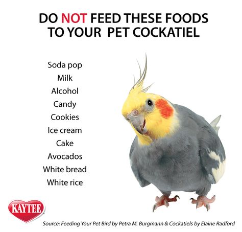 Pet Cockatiel, Birds Cockatiel, Cockatiel Food, Cockatiel Care, Cockatiel Bird, Bird Care, Parrot Toys, Human Food, Funny Birds