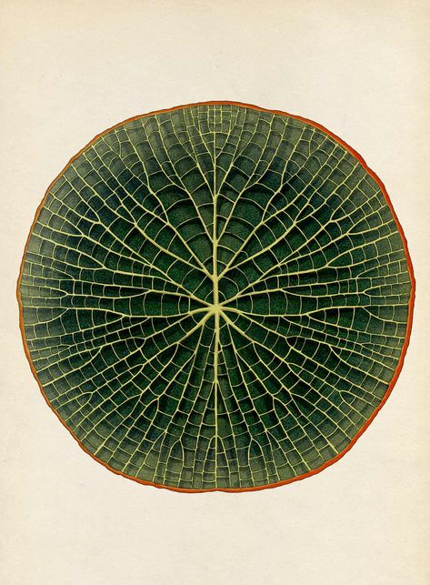 Victoria Amazonica, Katie Scott, Illustration Botanique, Scientific Illustration, Motion Graphic, Arte Inspo, Kew Gardens, Botanical Drawings, Patterns In Nature