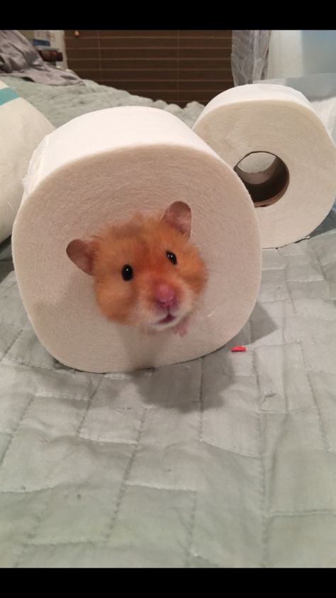 Bathroom Cute, Hamster Pics, Hamster Life, Small Creatures, Hamster Care, Funny Rats, Funny Hamsters, Syrian Hamster, Cute Small Animals