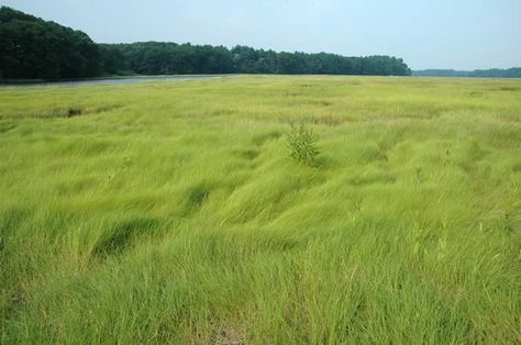 GRASSES: Saltmeadow Cordgrass Talk Grass Landscaping, Long Grass Landscape, Grasslands Aesthetic, Grass Aesthetic, Mexican Feather Grass, Trail Cam, Green Landscapes, Salt Marsh, Bay Photo