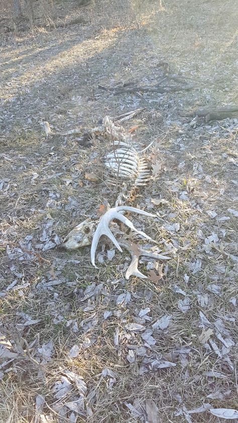 Raccoon Skeleton, Bone Hunting, Growth And Decay, Animal Skeletons, Vulture Culture, Taxidermy Art, Angel Cat, Bone Art, Fantasy Forest