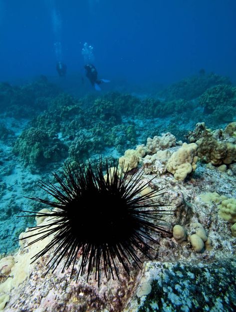 Sharks Cove Oahu, List Of Birds, Sea Urchins, Kingdom Animalia, Sea Slug, Oceans Of The World, Sea Urchin, Marine Biology, Sea And Ocean